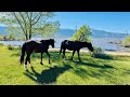 Wild Horses Washoe Lake Nevada