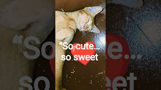 So Cute, So Sweet… Mr Orange Moment 🧡😻#kittens #catshorts #rashmita