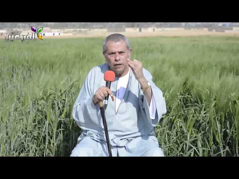 توفيق عكاشة .. ظهور مفاجيء قبل الانتخابات الرئاسية