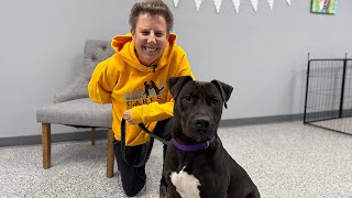 'It's a godsend for me': Buffalo C.A.R.E.S Animal Rescue