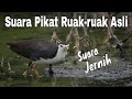 Suara Pikat Burung Ruak-ruak Asli | Suara Jernih