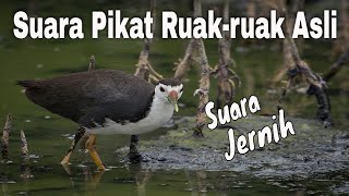 Suara Pikat Burung Ruak-ruak Asli | Suara Jernih