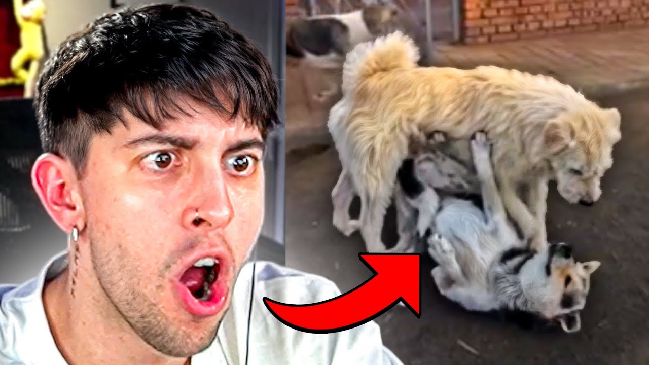 REELS que te harán reir 100% GARANTIZADO 🤣