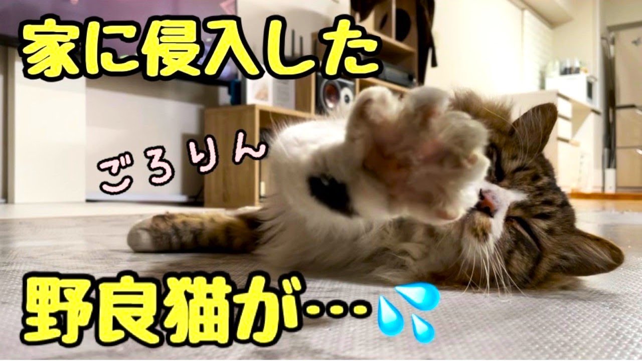 家に侵入した野良猫…ゴロンゴロンが止まらないw【前編】 - YouTube