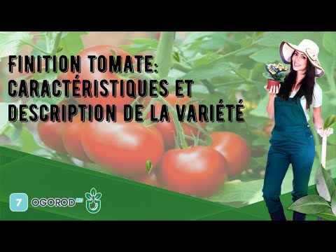 Vidéo: Tomate poivrée : description de la variété, caractéristiques et rendement