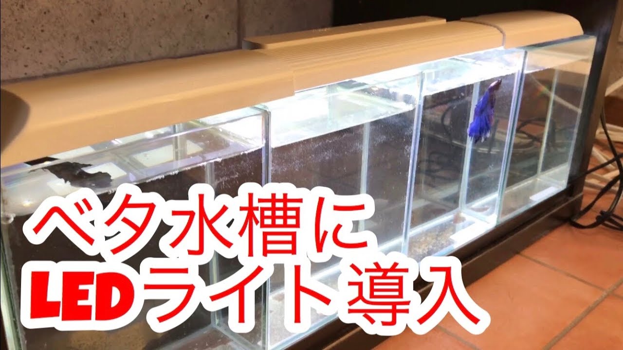 ベタ水槽にledライト導入 サイズ感良し 扱い方簡単 Youtube ベタ水槽にledライト導入 サイズ感良し 扱い方簡単 Youtube