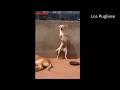 Perros bailan Scooby Doo Papá!!!!