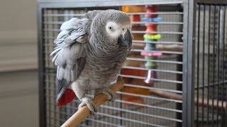 Potty Training Your Parrot