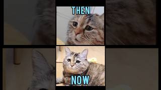 Famous Cats Memesthen Vs Now meme memes nostalgia catmemes