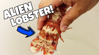 ALIEN Lobster CREATURE Found at Local Fish Store! by Joey Slay Em 12,604 views 1 year ago 13 minutes, 45 seconds