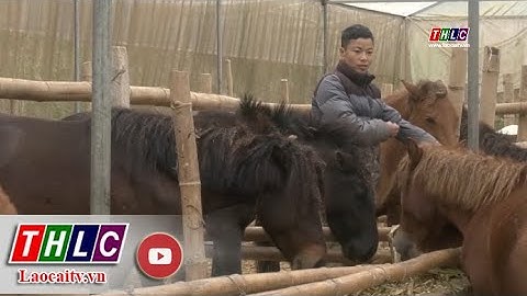 Triển vọng từ phát triển mô hình chăn nuôi ngựa của anh Trần Văn Quang | THLC