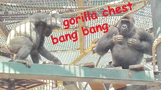 The big gorilla gets excited at his brother's pranks and makes a loud noise with his drumming lol