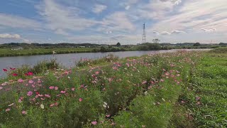 千葉県　牧の原公園（2025　1002）コスモス