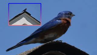 Eastern Bluebird. Insects caught on the ground are a bluebird’s main food for much of the year.