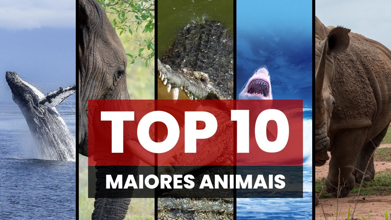 Top 10 Maiores Animais Youtube