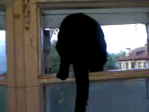 Cat barks like a dog, until it gets found out