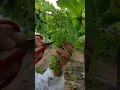 طريقة خف العنب الميكانيكى