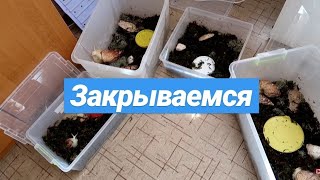 УБОРКА У УЛИТОК || Меняю еду 1 раз в 3 дня