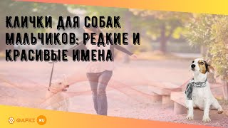 Клички для собак мальчиков: редкие и красивые имена