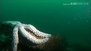 marthasterias glacialis