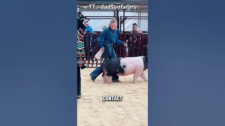 Swine Stare Contest #dndx1