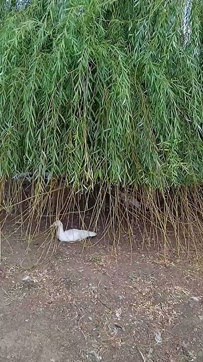 Осень , вот так пощипали, подровняли ивушку мои уточки 🦆🦆🦆, хочется ...