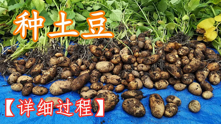 【種菜】後院種土豆/馬鈴薯，從播種到收穫全過程，簡單易行，產量高 Potato Harvest Backyard Plant - 天天要聞