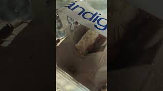 Ergebnis allen Schmeckts #shortsviral #reptiles #shorts #terrarium #terraristik #insects #tastetest