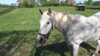 Oldest living Kentucky Derby winner Silver Charm still shines at 30