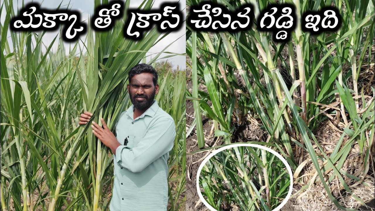 Makka cross Napier grass seeds for sale || మక్కా క్రాస్ గడ్డి పూర్తి వివరాలు