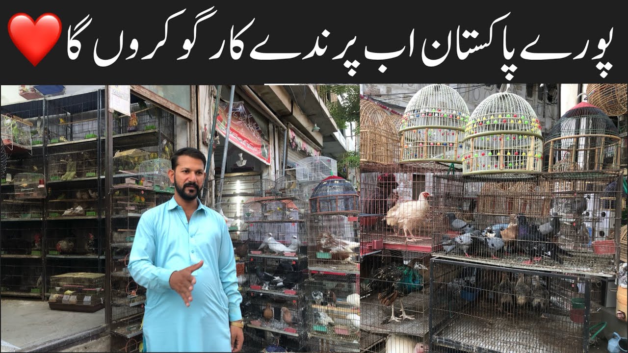 Green Ringneck Parrot Prices Rawalpindi Birds Market College Road Birds Market ️ YouTube