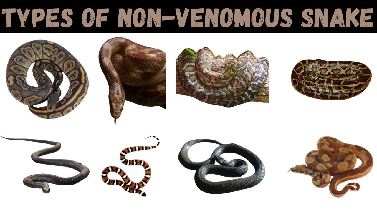 Types Of Non-Venomous Snake | Snake | Snakes For Kids #snake #education ...