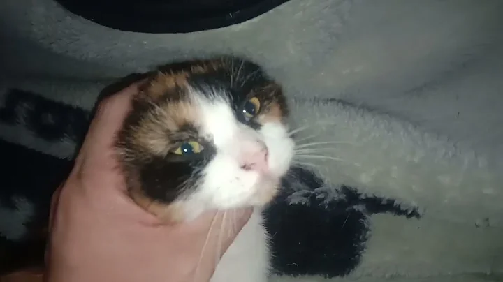 Watch the video about FUNNY CAT CALICO CROSS BREED PERSIAN PUSPIN