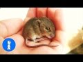 Smart Mouse Does Tricks - CUTEST Compilation
