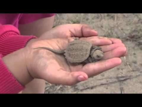 Journey of the baby snapping turtles