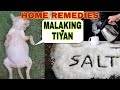 HINDI MAKADUMI ANG PUPPY KO  | MALAKING TIYAN NG TUTA