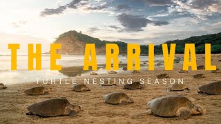 Turtle Nesting Documentary | The Arrival