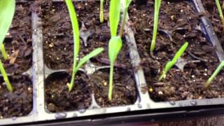 How to Grow Corn From Seed Started indoors