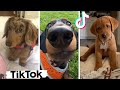 The Most Adorable Dogs on TikTok ~ Cute and Funny Puppies Compilation