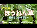 #7 【ほうれん草】種まきから収穫～Sow and harvest spinach seeds