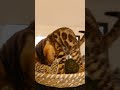 Clouded bengal kittens available | Hypoallergenicbengalcat.com