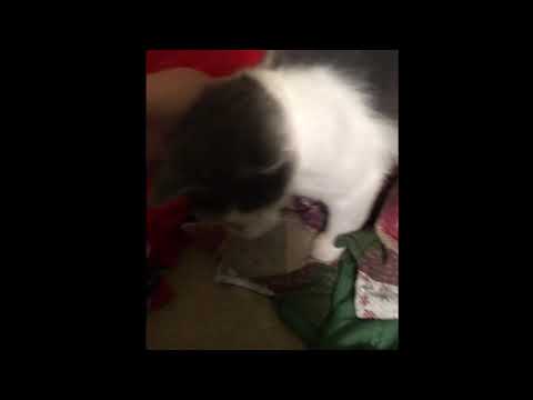 *Adopted!* Hunter