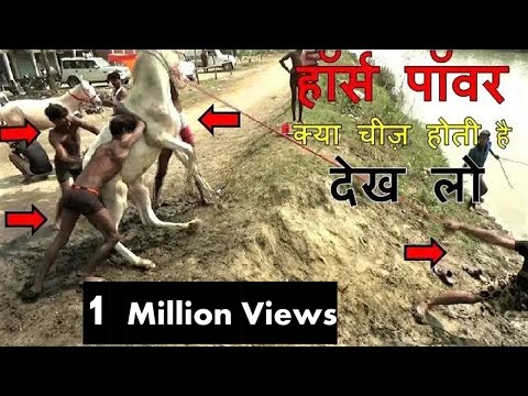 वीडियो: घोड़ों में मकई