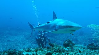 Diving with Sharks in the Dominican Republic!