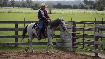 2. Shoulder In Work - Counter Shoulder In Down The Rail