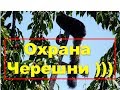 Как уберечь сад от птиц."Шанхайский барс" на страже черешни.