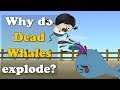 Why do Dead Whales Explode? | #aumsum #kids #science #education #children