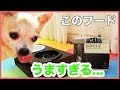 チワワに高級ドッグフードをあげてみたら...アカナ(ACANA)をお試し【dog】【chihuahua】【funny and cute】