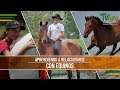 Formas de Relacionarse con los Equinos - TvAgro por Juan Gonzalo Angel