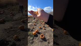 desert hills ranch pumpkin patch #fall #pumpkinpatch